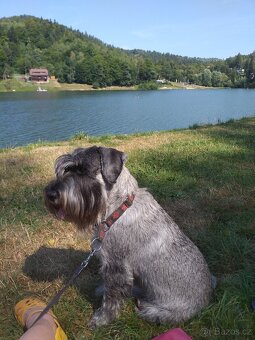 Knírač střední pepř a sůl, štěně s PP - 6