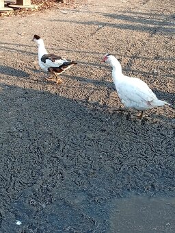 Prodám pižmovky - 6