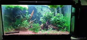 Akvárium, šneci, krevetky neocaridina Bloody mix, Orange - 6