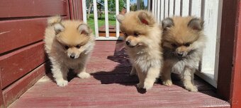 Špic pomeranian s pp štěňata - 6