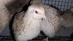 prodám násadová vejce křepelky japonské v různých mutacích - 6