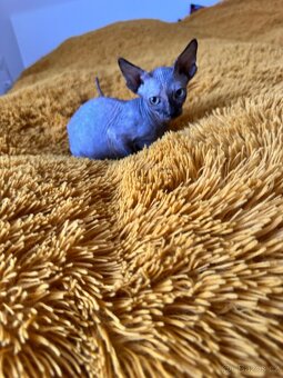 Kanadský Sphynx s průkazem původu - 6