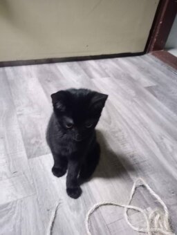 Roztomilá koťátka hledají nový domov - 6