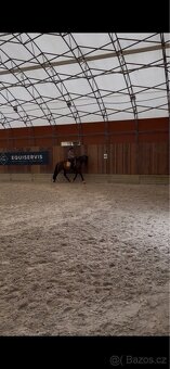 Oldenburská klisna - 6