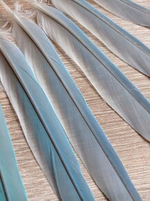 Peříčka z papouška - alexandr malý (pravé, přírodní) - 6