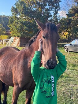 Hodný mohutný hřebeček - 6