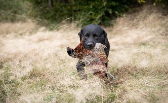 Labradorský retriever - štěně s PP - 6