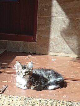 Mainská mývalí , MCO maine coon - 6