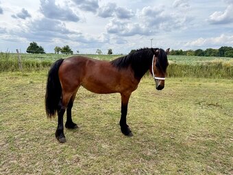 Klisna WELSH COB D - 6