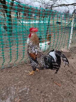 Kohouti do chovu - dvorkový mix - 6