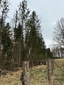 Prodám lesní pozemek k.ú. Hranické Loučky okr.Přerov - 6