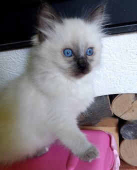 Poslední holčička Ragdoll k REZERVACI - 6