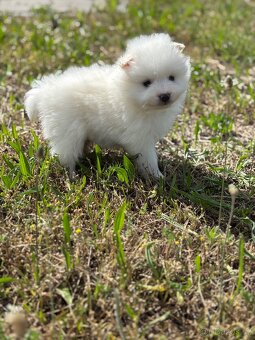 pomeranian - 6