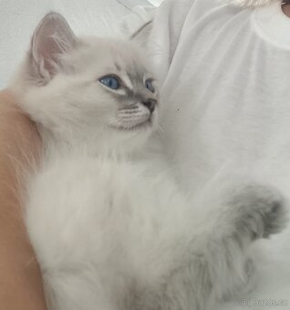 Ragdoll - 6