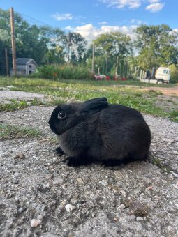 Zakrslý králíček kuní z. - 6