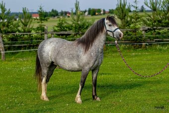 5-letá welsh mountain pony klisna - 6