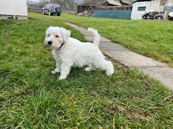 Knírač malý bílý s PP - 6