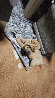 Prodám štěňata shar-pei bez pp - 6