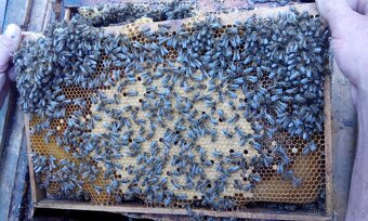 Kvalitní včelí oddělky 39x24, 2026 - 6