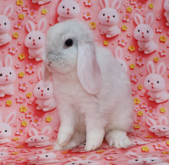 Zakrslý beránek NHD samička - 6