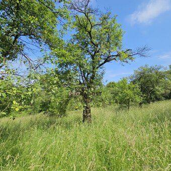 Prodej ovocného sadu 4 253 m2 v Koryčanech - 6