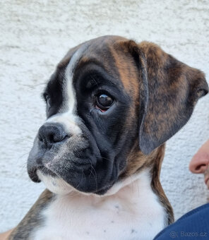 Štěňátka Německý boxer s PP - 6