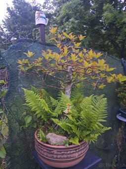Bonsai Nyssa Sylvatica [Tupela lesní] - 6