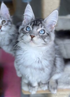 Freddie s PP Maine Coon Mainská Mývalí kocour - 6