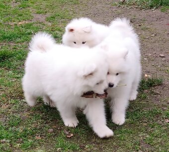 Štěňátka samojeda s PP - 6