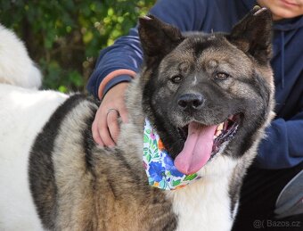 MACI K ADOPCI - přátelská, hravá, vděčná, vhodná k dětem - 6