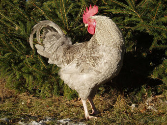 Prodám krásného kohouta do chovu - 6