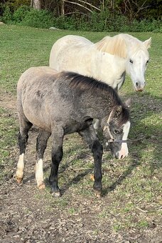 Hřebecek Welsh Mountain Pony (A) - 6