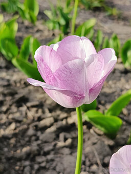 Cibulky tulipánů - směs barev - - viz text a foto - 6