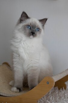 Ragdoll holčička s PP - 6