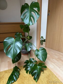 Monstera pokojovky - 6
