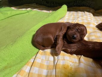 Irský setr štěňata s PP - 6