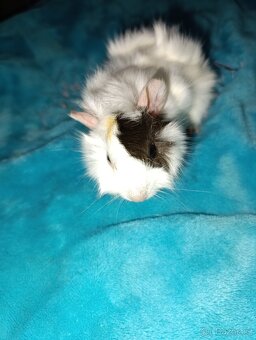 Rozetové morčátka samičky - 6