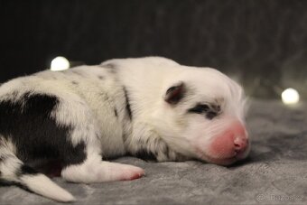 Štěňátka border kolie s PP - 6