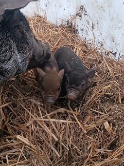 Kanec Číňan a sviňka - 6