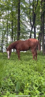 TOP Quarter horse - 6