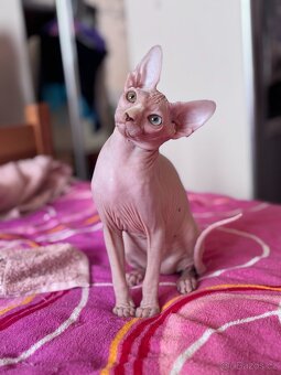 SPHYNX koťátko bez PP - 6