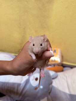 Potkan dumbo - 6