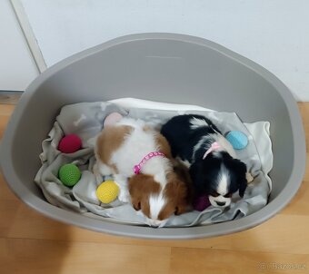 Kavalír King Charles Španěl - štěňátka bez PP (dvě fenky) - 6
