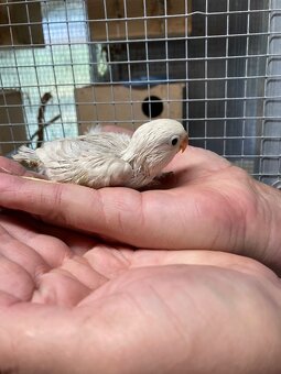 Agapornis Fischerův - 6