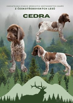 Německý krátkosrstý ohař - volný poslední pejsek - 6