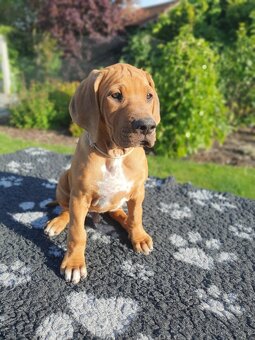 Rhodesian ridgeback s PP- Maisha Mazuri - 6