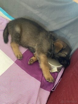 Štěňátka z mixu BOxLabrador s NOxHusky - 6