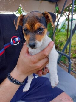 Jack Russell teriér štěňata - 6