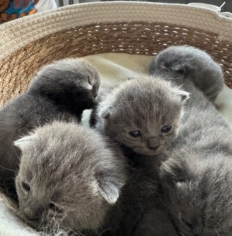 Britská koťatka - 6