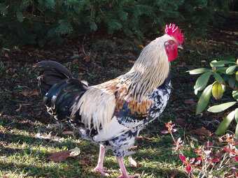 Prodám kohouta, kohoutky do chovu - 6